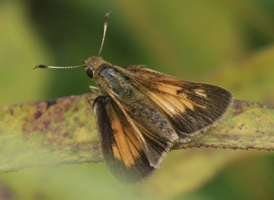 Aaron's Skipper